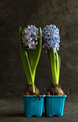 spring purple hyacinths in blue flowerpots at the blurred background for 8 March