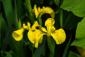 Close up of delicate wild yellow iris flowers in full bloom, in a garden in a sunny summer day,  beautiful outdoor floral background