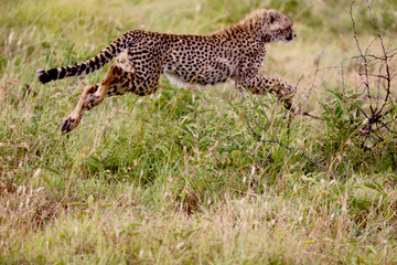 Cheetah running in the Serengeti