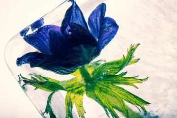 Blaue Anemone in kristallklarem Eis 3