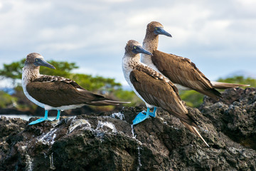 A trio of blue-footed boobies in the Galapagos