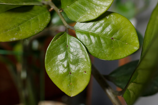 Leaf Zamioculcas Plants Heavily Infested By Scale Insect Shield (Diaspididae). Parasites On Home Plants Close-up Of Macro Insects Diaspididae. Diseased Home Plant. Poor Plant Care