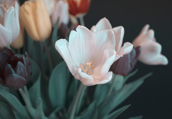 Vintage coloured tulip bouquet with soft velvety tones