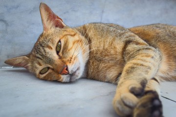 Sleepy-looking stray tabby cat lying on the floor, looking at the camera.