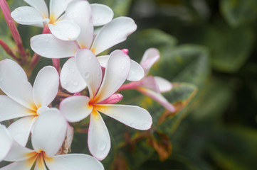 Fototapeta na wymiar White, Pink, Yellow Plumeria Flower