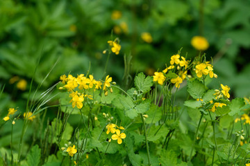 Close up of small yellow flowers of Chelidonium majus plant, commonly known as greater celandine, nipplewort, swallowwort, or tetterwort, in a sunny spring garden, beautiful outdoor floral background