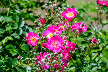 Fototapeta premium Large green bush with fresh vivid pink roses and green leaves in a garden in a sunny summer day, beautiful outdoor floral background photographed with soft focus