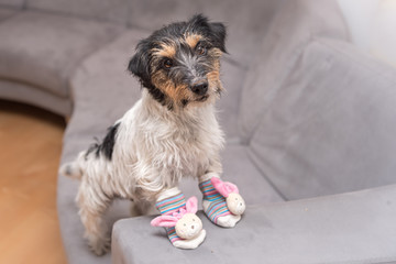 Little crazy easter dog at home with bunny shoes. Cool rough-haired Jack Russell Terrier doggy