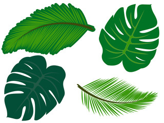 Set tropical leaves.