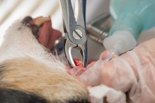 Dentist removes a diseased tooth during an operation. Jack Russell Terrier put under anesthesia