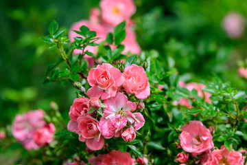 Large green bush with fresh vivid pink orange roses and green leaves in a garden in a sunny summer day, beautiful outdoor floral background photographed with soft focus