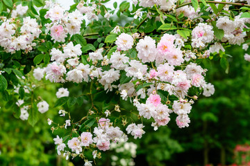Large green bush with fresh delicate white roses and green leaves in a garden in a sunny summer day, beautiful outdoor floral background