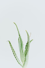 aloe Vera fresh leaves on a light background. Tinted images.
