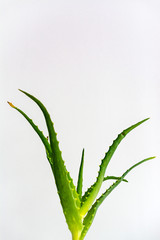 aloe Vera fresh leaves on a light background. Tinted images.
