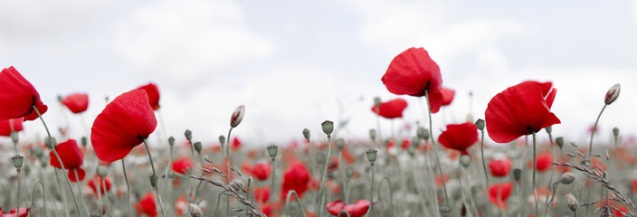 Wild poppy flowers on clouds sky background.