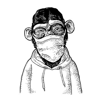 Monkey dressed in the hoodie and mask.Vintage engraving