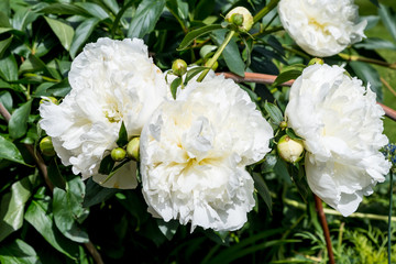 Bush with large delicate white peony flowers with small waterdrops, in a garden in a rainy spring day, beautiful outdoor floral background