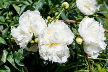 Fototapeta premium Bush with large delicate white peony flowers with small waterdrops, in a garden in a rainy spring day, beautiful outdoor floral background