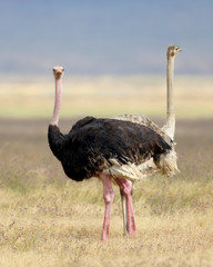Naklejka premium Two Ostriches in Africa