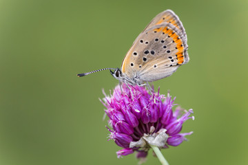 butterfly on flower