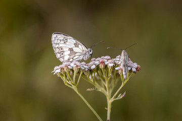 butterfly on flower