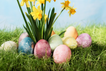 Narcissus flower with easter eggs in spring grass with sky