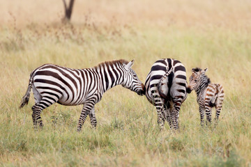 Fototapeta na wymiar Mother and baby Zebras on the plains in Africa