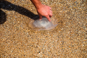 Man takes in his hand a jellyfish eared aurelia thrown to the sea coast after a storm © nskyr2