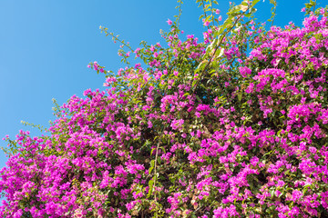 Obraz na płótnie Canvas colored mediterranean pink flower bush on blue sky