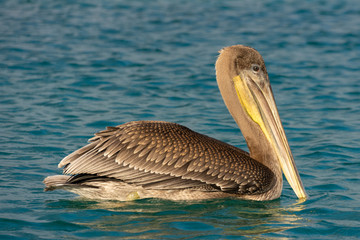 A brown pelican rests on the water in the Galapagos