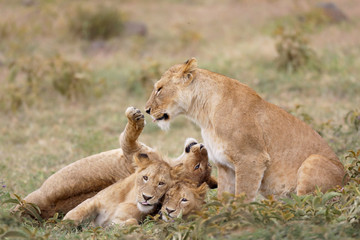Fototapeta na wymiar Mother and baby lions adoring each other!