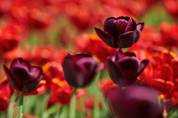 Beautiful blooming of yellow and white tulips in spring. Intentionally out of focus.