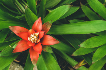 Colorful Abstract Closeup and Texture of Leaf in Garden