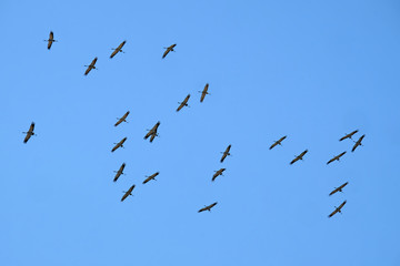 Flock of cranes circling in the sky