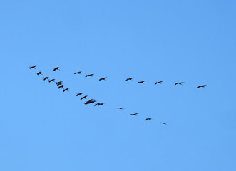 Wedge of cranes flies on a background of blue sky