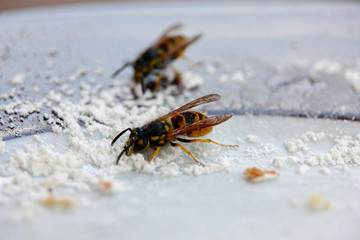 Wespen auf Teller mit Zucker