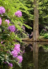 Mann lehnt an Baumstamm im Rhododendronpark