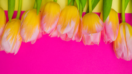 Beautiful pink tulips on yellow and pink background