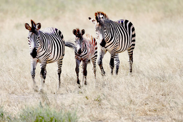 Fototapeta na wymiar Three zebras walking forward in Africa