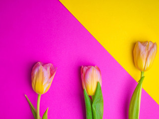 Beautiful pink tulips on yellow and pink background