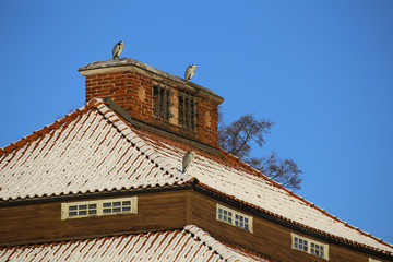 Couple of gray herons (Ardea cinerea) sitting on historic building in Stockholm