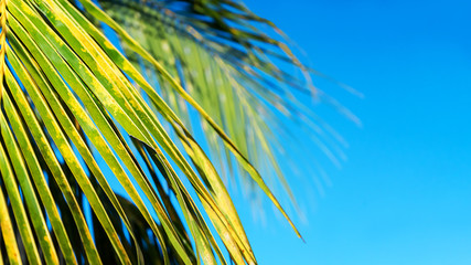 Coconut palm trees beautiful tropical background. Holiday concept.