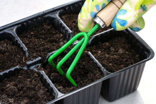 The Loosening Of The Soil In Jars For Planting Seeds