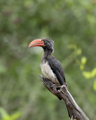 Red billed hornbill in Africa on a tree 