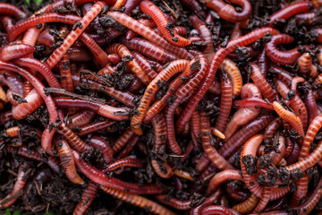 Many living earthworms for fishing in the soil, background
