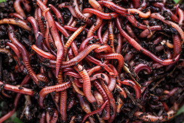 Many living earthworms for fishing in the soil, background