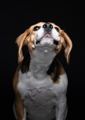 Beagle catching cookies