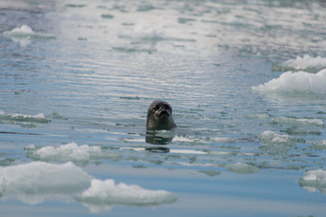 Fototapeta premium Seal in the arctic sea