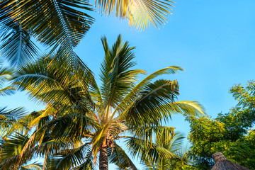 Fototapeta na wymiar Coconut palm trees beautiful tropical background. Holiday concept.