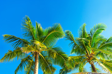 Fototapeta na wymiar Coconut palm trees beautiful tropical background. Holiday concept.